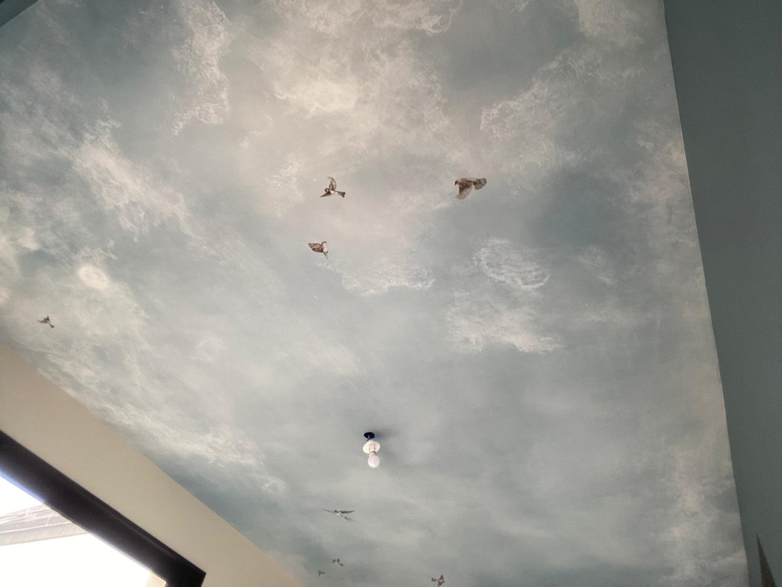 Pose d'un panoramique sur le plafond d'une chambre. Décors ciel avec oiseaux